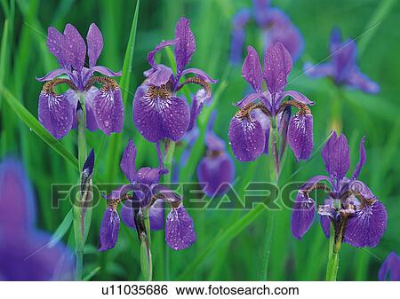Nature's Beauty, Close-Up, Day, Flower, Green View Large Photo Image Stock Photograph - Nature's Beauty, Close-Up, Day, Flower, Green. Fotosearch