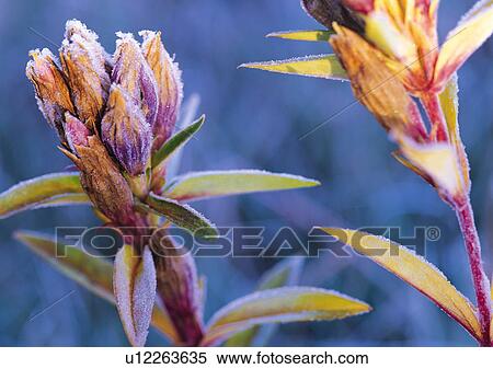 Stock Photography - Nature's Beauty, Close-Up, Day, Flower. Fotosearch