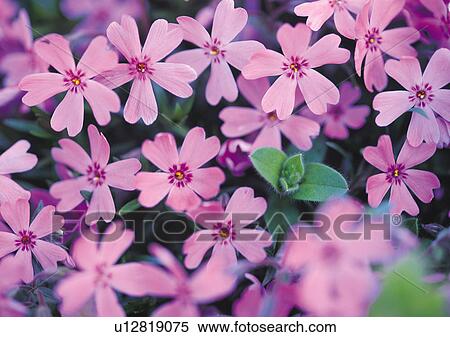 Nature's Beauty, Close-Up, Day, Flower View Large Photo Image Stock Photography - Nature's Beauty, Close-Up, Day, Flower. Fotosearch