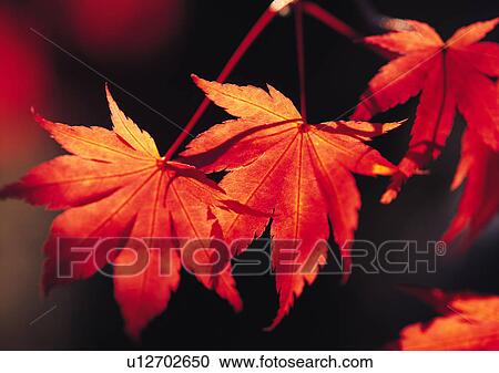 Nature's Beauty, Close-Up, Day, Focus On Foreground View Large Photo Image Stock Image - Nature's Beauty, Close-Up, Day, Focus On Foreground. Fotosearch