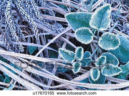 Nature's Beauty, Close-Up, Day, Frozen, Green View Large Photo Image Stock Photography - Nature's Beauty, Close-Up, Day, Frozen, Green. Fotosearch
