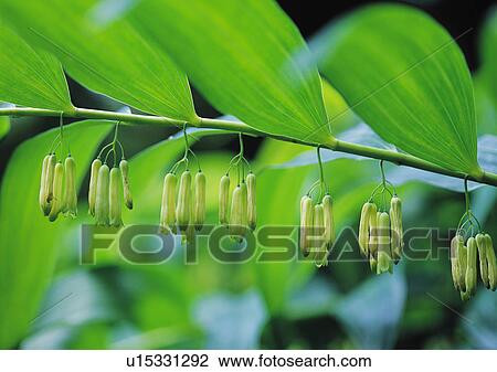 Nature's Beauty, Close-Up, Day, Fruit, Green View Large Photo Image Stock Image - Nature's Beauty, Close-Up, Day, Fruit, Green. Fotosearch