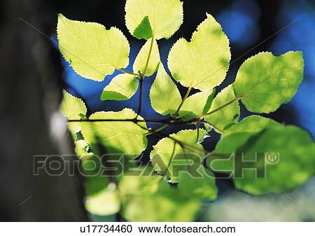 Nature's Beauty, Close-Up, Day, Leaf View Large Photo Image Stock Image - Nature's Beauty, Close-Up, Day, Leaf. Fotosearch