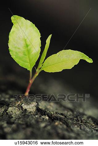 Stock Photograph - Nature's Beauty, Close-Up, Day, Leaf, New Life. Fotosearch