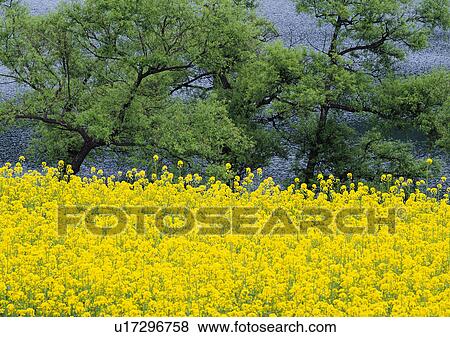 Stock Photo - Nature's Beauty, Cultivated, Day, Flower, Flower Bed. Fotosearch