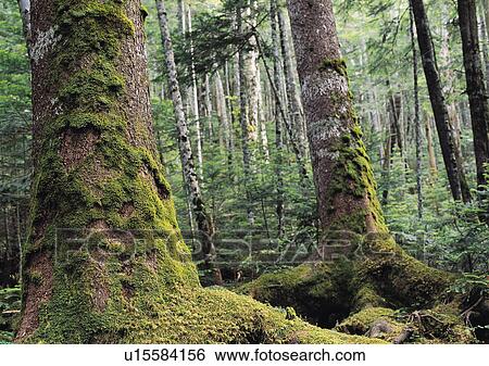 Stock Photograph - Nature's Beauty, Day, Dense, Forest, Generic Location. Fotosearch