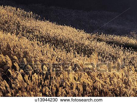 Nature's Beauty, Day, Field, Generic Location View Large Photo Image Stock Image - Nature's Beauty, Day, Field, Generic Location. Fotosearch