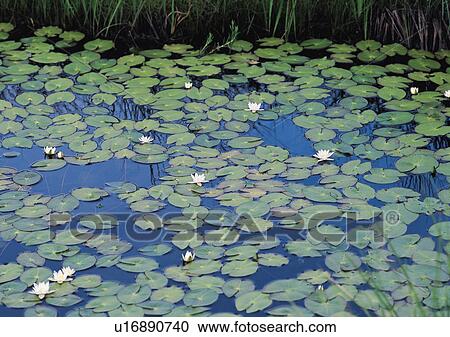 Stock Image - Nature's Beauty, Day, Floating On Water, Flower, Generic Location. Fotosearch