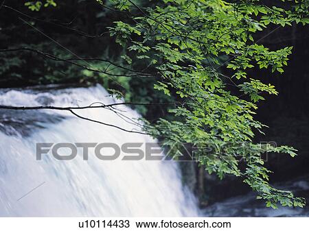 Stock Image - Nature's Beauty, Day, Flowing, Flowing Water, Forest. Fotosearch