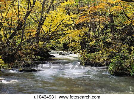 Stock Image - Nature's Beauty, Day, Flowing, Flowing Water, Forest. Fotosearch
