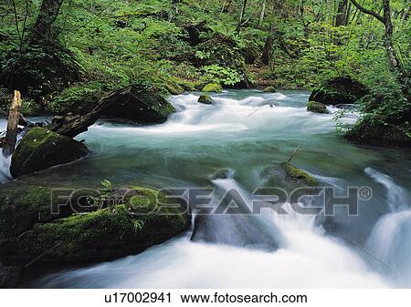 Nature's Beauty, Day, Flowing, Flowing Water, Forest View Large Photo Image Stock Image - Nature's Beauty, Day, Flowing, Flowing Water, Forest. Fotosearch