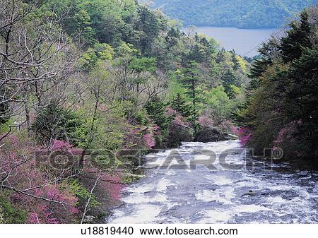 Stock Image - Nature's Beauty, Day, Flowing, Flowing Water, Forest. Fotosearch