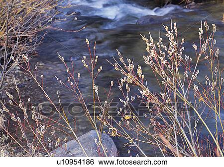 Nature's Beauty, Day, Flowing, Flowing Water, Generic Location View Large Photo Image Stock Photograph - Nature's Beauty, Day, Flowing, Flowing Water, Generic Location. Fotosearch