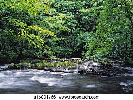 Stock Photograph - Nature's Beauty, Day, Flowing, Flowing Water, Forest. Fotosearch