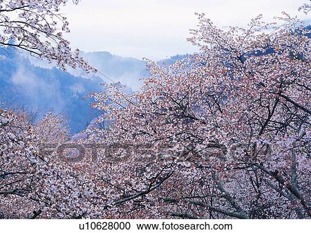 Nature's Beauty, Day, Fog, Generic Location, High Section View Large Photo Image Stock Image - Nature's Beauty, Day, Fog, Generic Location, High Section. Fotosearch