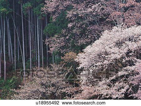 Nature's Beauty, Day, Forest, Generic Location, High Section View Large Photo Image Stock Image - Nature's Beauty, Day, Forest, Generic Location, High Section. Fotosearch
