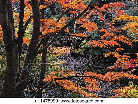 Nature's Beauty, Day, Forest, Generic Location, Greenery View Large Photo Image Stock Photo - Nature's Beauty, Day, Forest, Generic Location, Greenery. Fotosearch