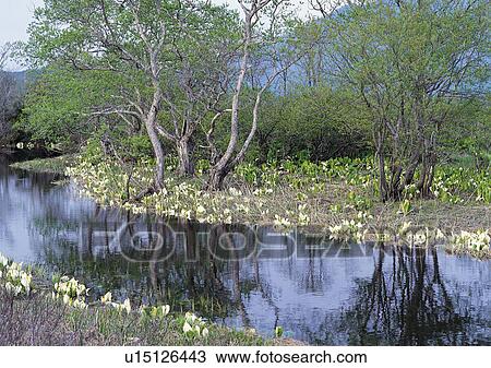 Nature's Beauty, Day, Forest, Hill View Large Photo Image Stock Image - Nature's Beauty, Day, Forest, Hill. Fotosearch