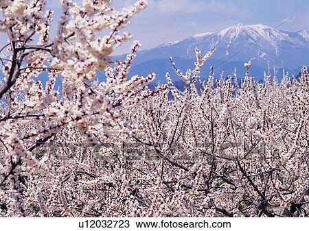 Stock Image - Nature's Beauty, Day, Generic Location, Landscape. Fotosearch