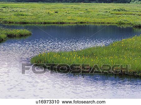 Stock Image - Nature's Beauty, Day, Grass, Grass Area, Green. Fotosearch