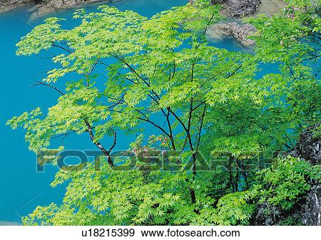 Nature's Beauty, Day, Green, High Section View Large Photo Image Stock Photo - Nature's Beauty, Day, Green, High Section. Fotosearch