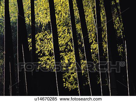 Stock Photography - Nature's Beauty, Dusk, Forest, In A Row. Fotosearch