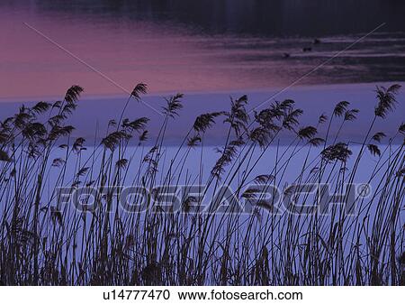 Stock Image - Nature's Beauty, Dusk, Generic Location. Fotosearch