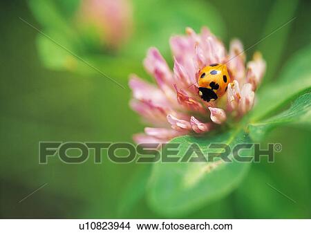 Picture - Plants Closeup, Animals In The Wild, Close-Up, Day, Flower. Fotosearch