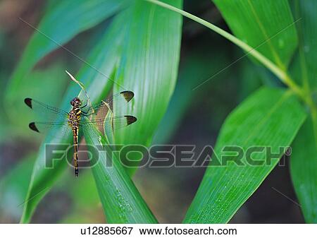Stock Photo - Plants Closeup, Animals In The Wild, Close-Up, Day, Dragonfly. Fotosearch