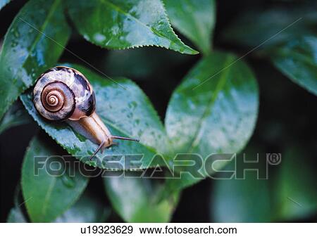 Stock Photo - Plants Closeup, Animals In The Wild, Antenna, Close-Up, Day. Fotosearch