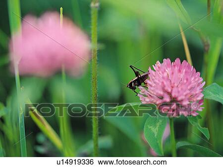Plants Closeup, Animals In The Wild, Butterfly, Close-Up, Day View Large Photo Image Stock Photograph - Plants Closeup, Animals In The Wild, Butterfly, Close-Up, Day. Fotosearch