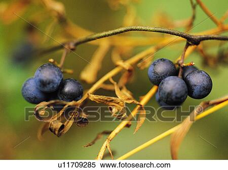 Plants Closeup, Blue, Blueberry, Close-Up, Day View Large Photo Image Stock Photography - Plants Closeup, Blue, Blueberry, Close-Up, Day. Fotosearch