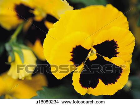 Plants Closeup, Bud, Close-Up, Day, Flower View Large Photo Image Picture - Plants Closeup, Bud, Close-Up, Day, Flower. Fotosearch