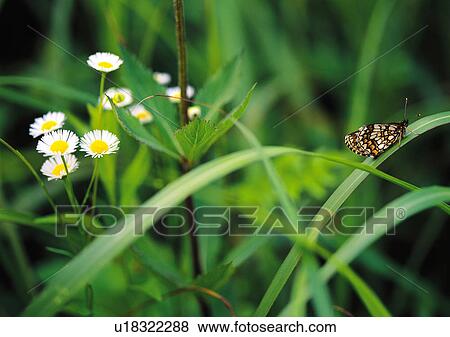 Plants Closeup, Butterfly, Close-Up, Day, Flower View Large Photo Image Stock Photo - Plants Closeup, Butterfly, Close-Up, Day, Flower. Fotosearch