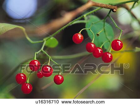 Stock Image - Plants Closeup, Cherry, Cherry Tomato, Close-Up, Day. Fotosearch