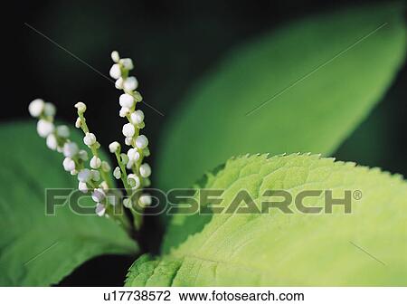 Stock Image - Plants Closeup, Close-Up, Day, Extreme Close-Up, Focus On Foreground. Fotosearch