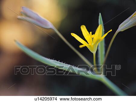 Plants Closeup, Close-Up, Day, Flower, Green View Large Photo Image Picture - Plants Closeup, Close-Up, Day, Flower, Green. Fotosearch