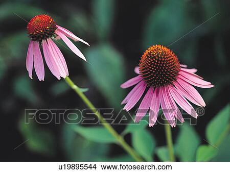 Picture - Plants Closeup, Close-Up, Day, Flower. Fotosearch