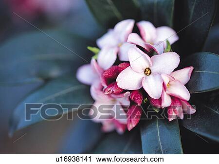 Plants Closeup, Close-Up, Day, Flower View Large Photo Image Stock Image - Plants Closeup, Close-Up, Day, Flower. Fotosearch