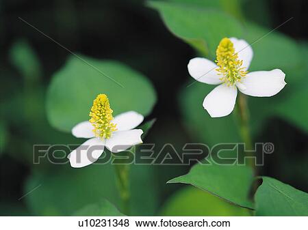 Stock Photo - Plants Closeup, Close-Up, Day, Flower, Green. Fotosearch