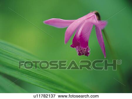 Stock Photo - Plants Closeup, Close-Up, Day, Flower, Green. Fotosearch