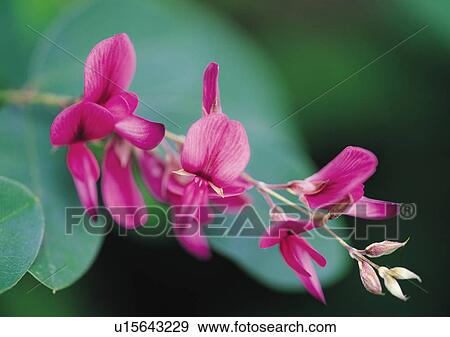 Stock Photo - Plants Closeup, Close-Up, Day, Flower, Green. Fotosearch