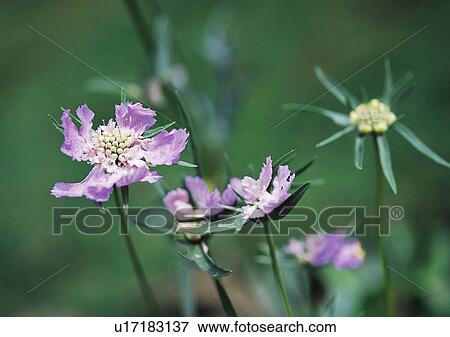 Plants Closeup, Close-Up, Day, Flower, Flower Head View Large Photo Image Stock Photo - Plants Closeup, Close-Up, Day, Flower, Flower Head. Fotosearch