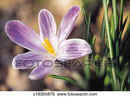 Stock Photo - Plants Closeup, Close-Up, Day, Flower. Fotosearch