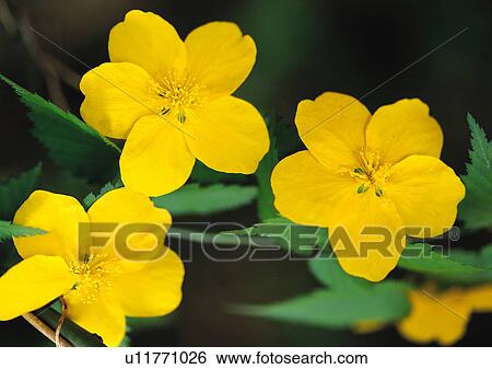 Plants Closeup, Close-Up, Day, Flower, Flower Head View Large Photo Image Stock Photograph - Plants Closeup, Close-Up, Day, Flower, Flower Head. Fotosearch
