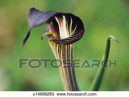 Plants Closeup, Close-Up, Day, Flower, Green View Large Photo Image Stock Photography - Plants Closeup, Close-Up, Day, Flower, Green. Fotosearch