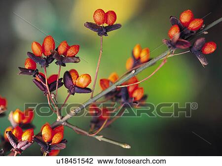 Plants Closeup, Close-Up, Day, Focus On Foreground, Fruit View Large Photo Image Stock Image - Plants Closeup, Close-Up, Day, Focus On Foreground, Fruit. Fotosearch