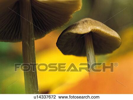 Plants Closeup, Close-Up, Day, Fungus View Large Photo Image Stock Image - Plants Closeup, Close-Up, Day, Fungus. Fotosearch