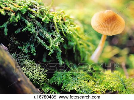 Plants Closeup, Close-Up, Day, Fungus View Large Photo Image Stock Photography - Plants Closeup, Close-Up, Day, Fungus. Fotosearch