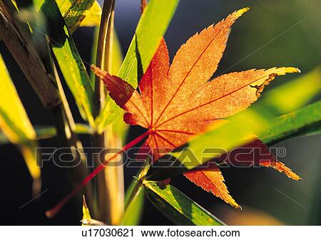 Stock Image - Plants Closeup, Close-Up, Day, Green. Fotosearch